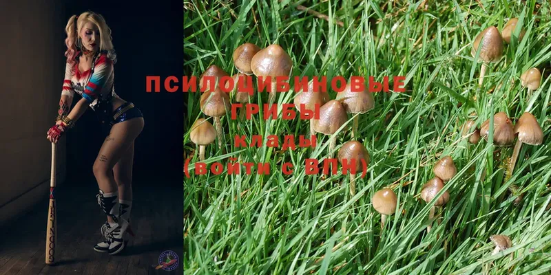 где можно купить   Павлово  Галлюциногенные грибы Cubensis 